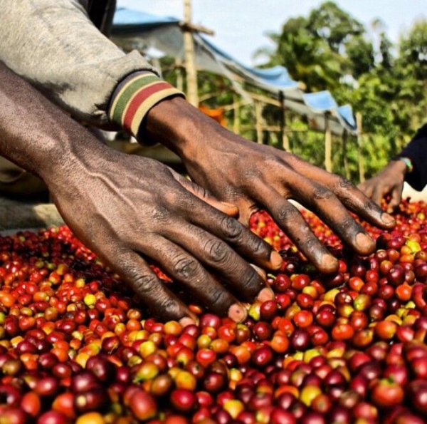 Кофейный экспорт Эфиопии в августе составил 140 000 000 долларов