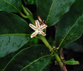 Кофейные цветы 704px-coffea_robusta_b.jpg