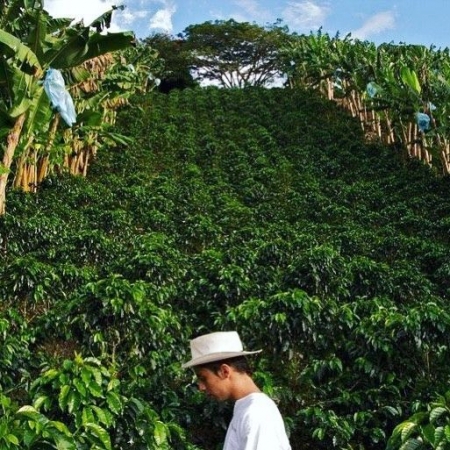 Производство кофе на Тайване: прошлое и настоящее