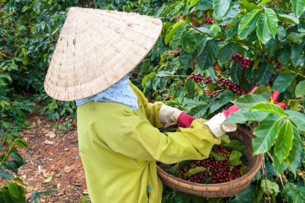 К 2020 г Вьетнам выйдет на новый уровень переработки кофе