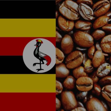 Уганда снизила экспорт кофе на 4%