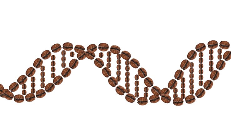Геном кофе расшифрован!