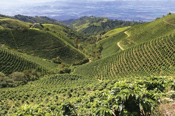 Как выращивают organic coffee?