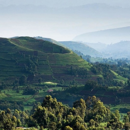 Второй африканский саммит кофе пройдет в Уганде