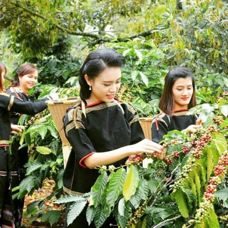 В Японию отправили первую партию органических кофейных зерен из Вьетнама