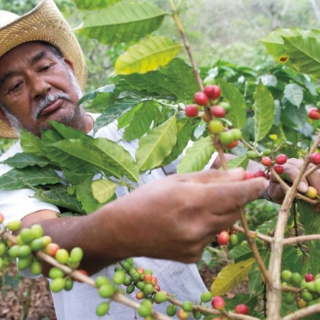 Колумбийские кофейные фермеры получат в поддержку $64 миллионов