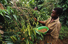 Производство кофе в Уганде возрастет в 4 раза