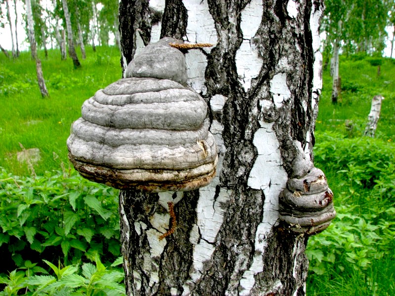 Архангельская область планирует наладить производство грибного кофе