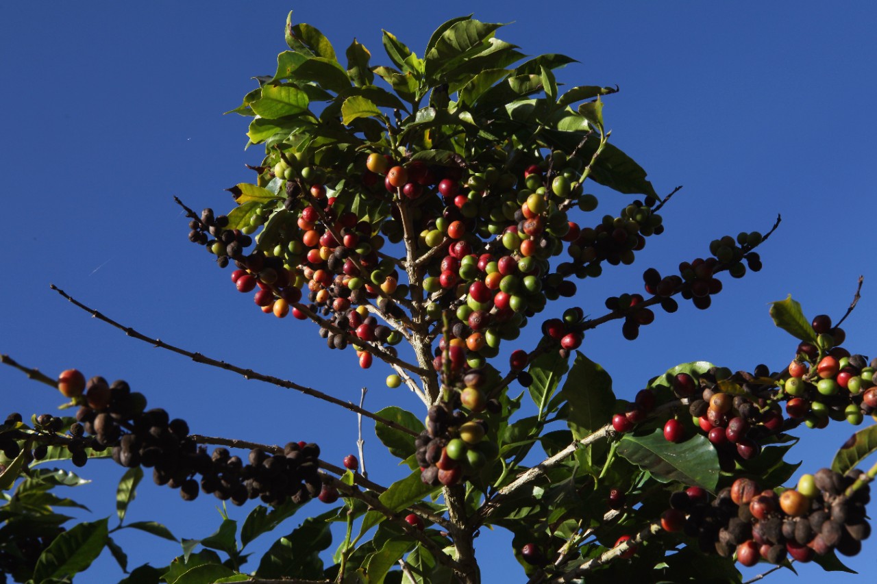 Кофейное дерево фото. Кофейное дерево (Coffea). Растения Африки кофейное дерево. Никарагуа кофейное дерево. Либерийское кофейное дерево.