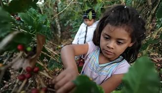На мексиканской плантации освобождены дети из Гватемалы