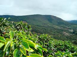 Папуа-Новая Гвинея лишилась кофейных плантаций