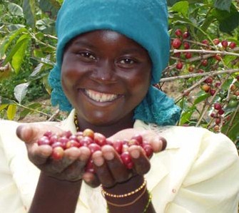 Африка: Производство кофе может сократиться