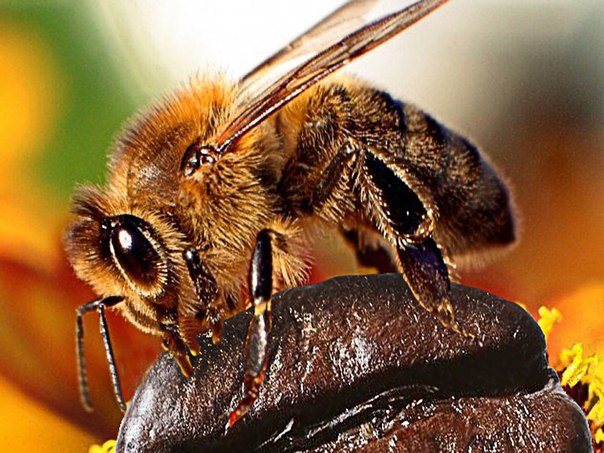 Оказывается, кофепризводство зависит от пчел