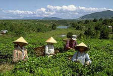 Перед восточным Новым годом Вьетнам ограничит продажи кофе