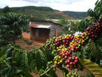 Вьетнам обеспечит рост мирового производства кофе